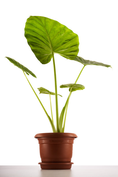 装饰性的热带室内植物，在白色背景的花盆中有巨大的叶子图片下载