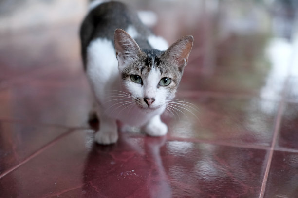 家里的猫图片下载