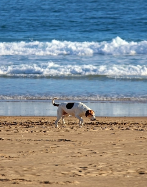 狗或小狗在海滩上玩耍图片下载