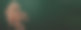 深绿色背景下的金色银杏叶。豪华装饰海报印刷或横幅背景。图片下载