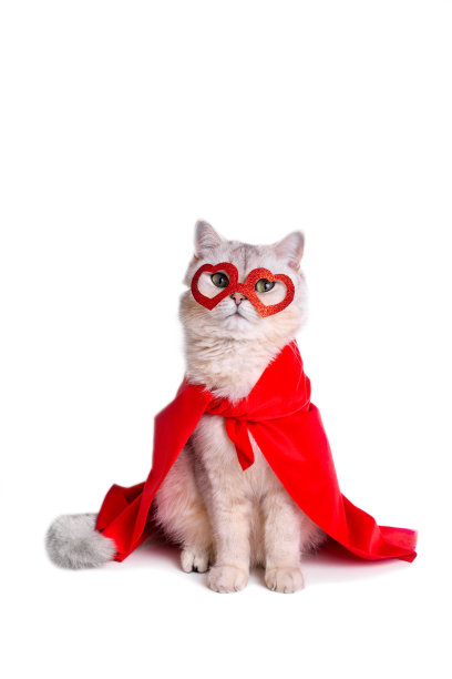 有趣的白猫坐在红心形状的红色面具和红色斗篷里。图片下载