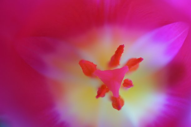 亮粉色郁金香芯。从里面看是一朵亮粉色的郁金香。粉红色郁金香的中间。近距离观察一朵郁金香。图片下载