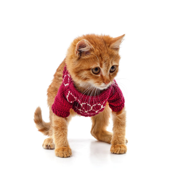 穿着针织毛衣的小猫。图片下载