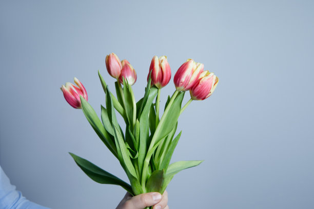 一个男人的手拿着蓝色背景上美丽的郁金香花束。图片下载