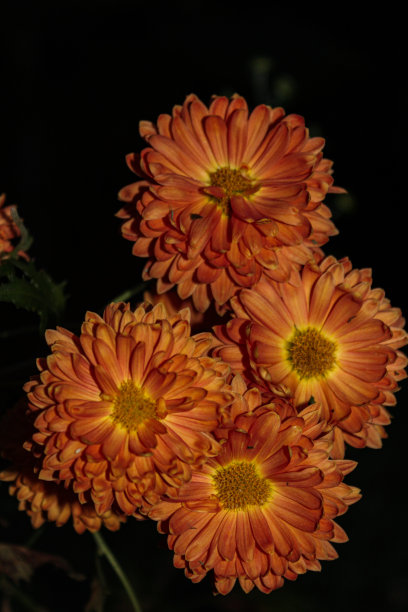 橙色菊花在花园里生长的特写镜头图片下载