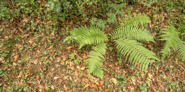 蕨类，弗拉加斯做尤梅自然公园，庞德杜姆，西班牙图片下载