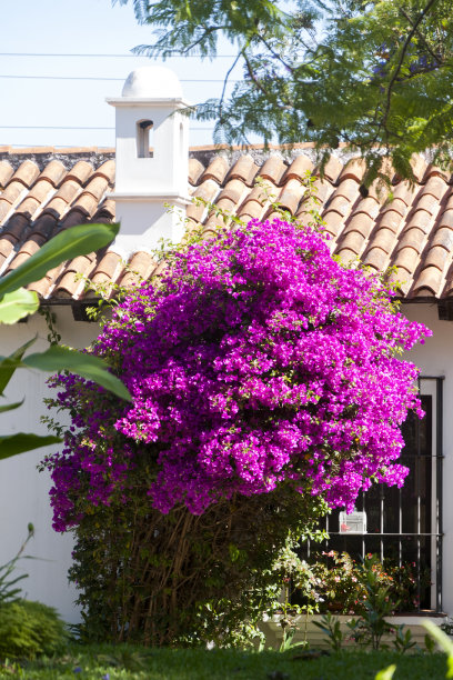 危地马拉布干维拉的三角梅花。图片下载