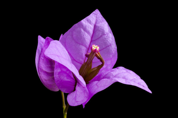 危地马拉布干维拉的三角梅花。图片下载