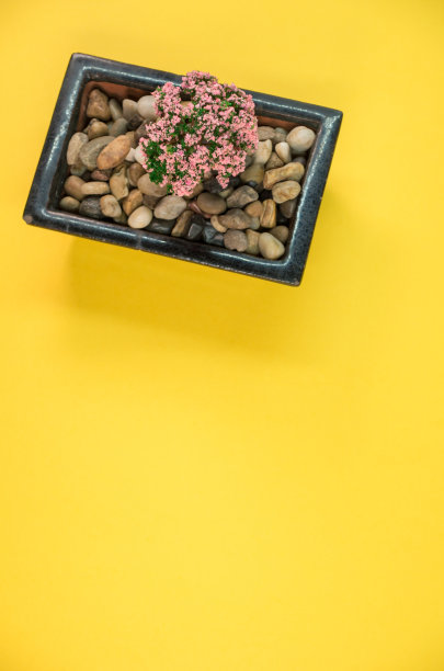 盆栽塑料樱花树孤立在一个黄色的背景与文本的自由空间图片下载