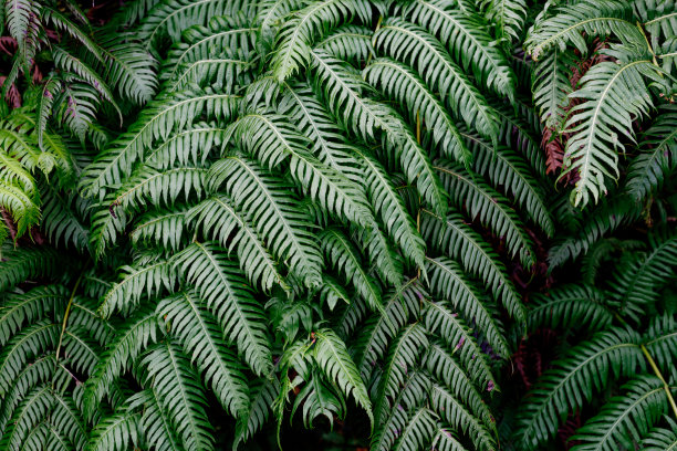 生长在热带气候的郁郁葱葱的绿色蕨类叶子。植物繁茂的树叶背景与蕨类树叶。绿色植物墙图片下载