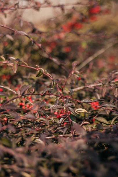 野生浆果图片下载
