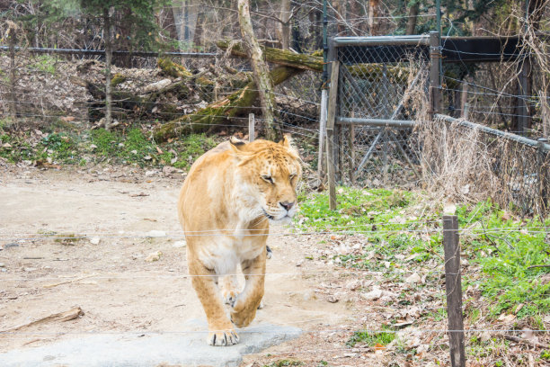 韩国假期-爱宝乐园的动物图片下载