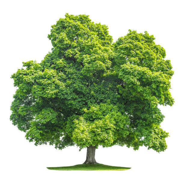 白色背景上孤零零的一棵大树图片下载