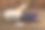 薰衣草花和芳香的海盐。概念spa、美容养生沙龙、护肤化妆品。天然的化妆品。香气程序。白色木制背景上的特写照片。图片下载