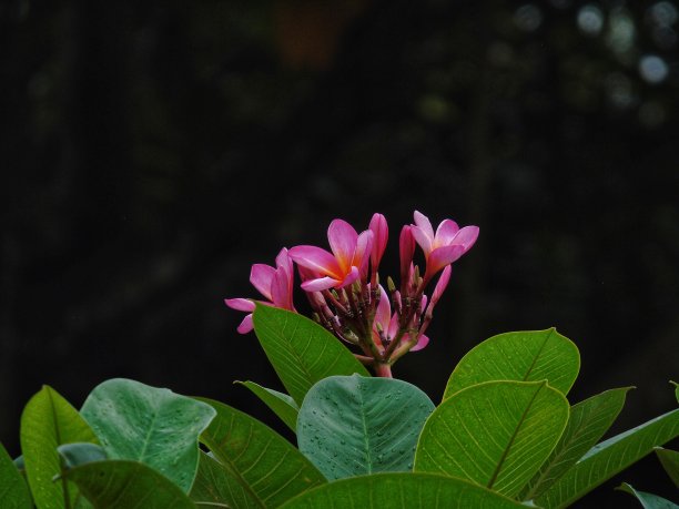 鸡蛋花图片下载