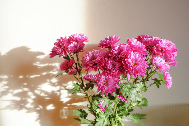 白色的墙壁上，粉红色的菊花在阳光下绽放。明信片的设计。副本的空间。室内装饰，礼品概念图片下载