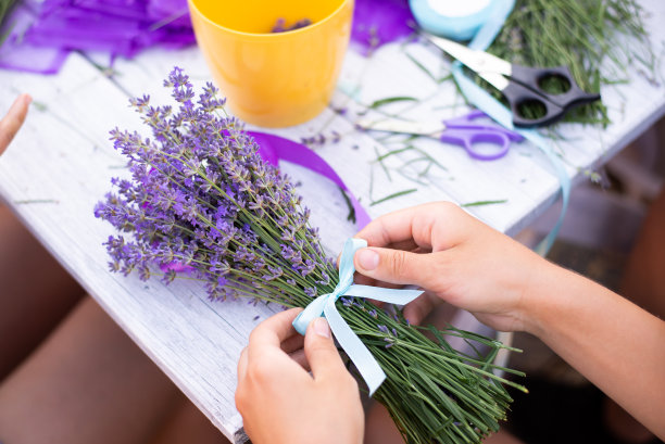 开花薰衣草的收获图片下载