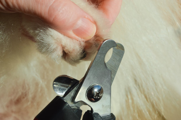剪宠物的爪子。为猫狗梳理毛发。动物卫生。图片下载