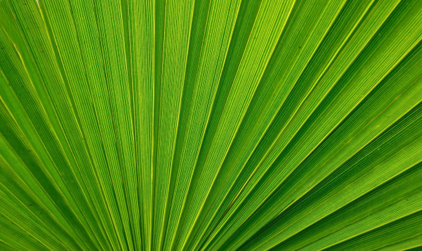 抽象的绿色棕榈树叶子纹理特写。明亮的热带自然背景与复制空间的设计。暑假概念。图片下载