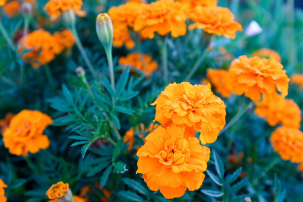 背景是橙色的金盏花。田与万寿菊。法国金盏花出版物，海报，日历，后，屏幕保护程序，墙纸，明信片，封面，网站。高质量照片图片下载