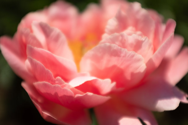 粉色鲜牡丹花蕾在夏季花园，选择性重点。明亮的牡丹花海报，日历，邮政，屏幕保护程序，壁纸，明信片，横幅，封面，网站。高质量照片图片下载