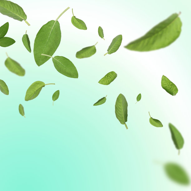 新鲜的鼠尾草叶子落在浅蓝绿色的背景上图片下载