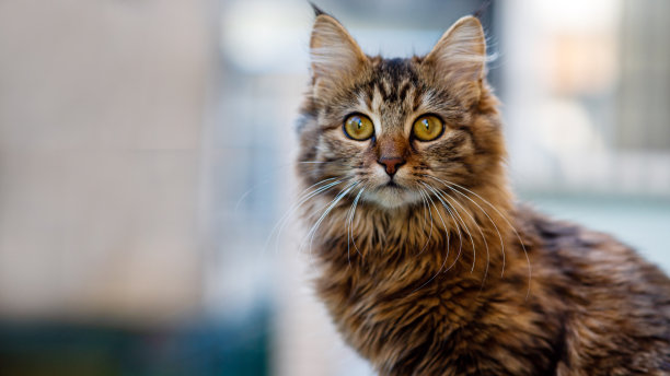灰色条纹家猫特写，适用于宠物医院、猫咪网站和猫粮广告图片下载