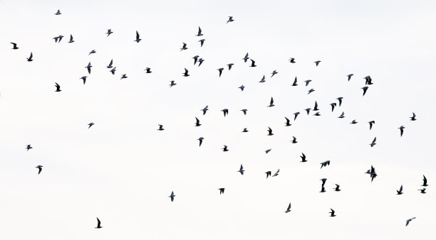 成群的海鸥在飞翔图片下载