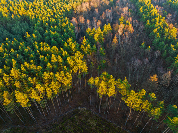 鸟瞰森林。图片下载