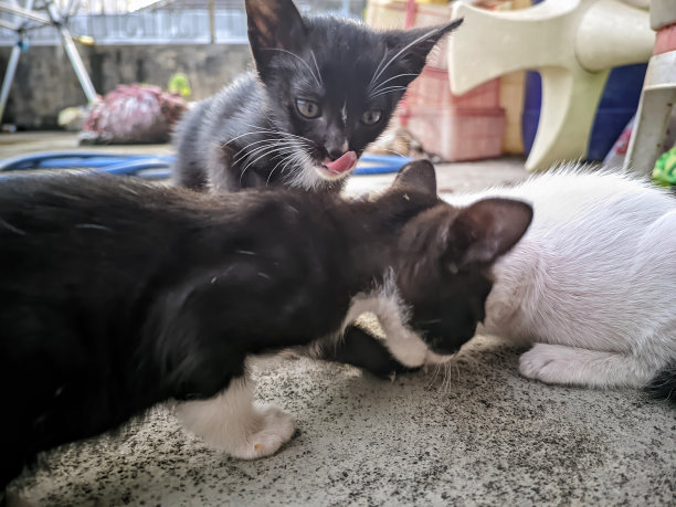 特写照片，有小猫在露台花园玩耍，其中一个做了一个有趣的脸图片下载