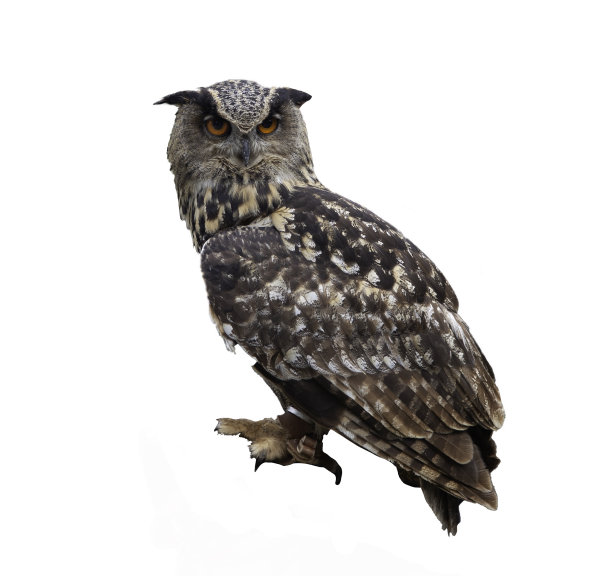 一只孤独的猫头鹰站着凝视着图片下载