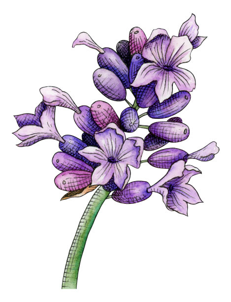 薰衣草的花。芳香草本植物水彩画插图图片下载