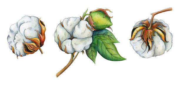 西番莲。药用植物水彩画图片下载