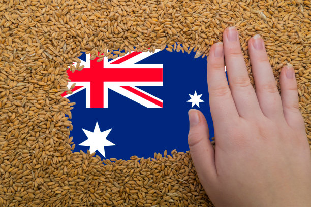 女人的手放在一个成熟的麦粒矩形框架上，背景是澳大利亚国旗图片下载