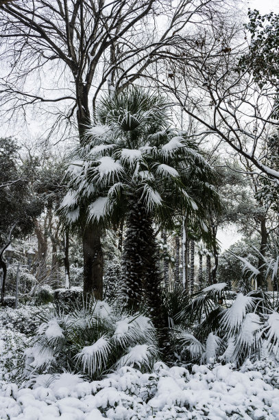 公园里被雪覆盖的棕榈树图片下载