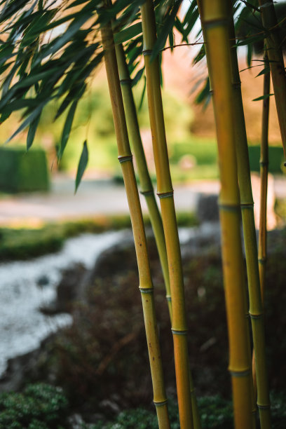 春天的竹子图片下载