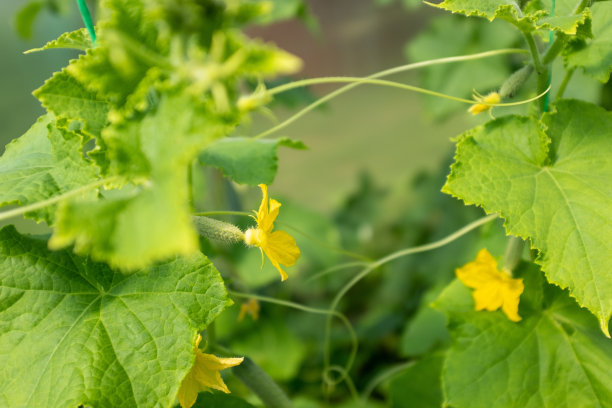 温室里开黄色花的绿色小黄瓜。有机食品。成熟的黄瓜出版，海报，屏幕保护程序，壁纸，横幅，封面，张贴。高质量照片图片下载