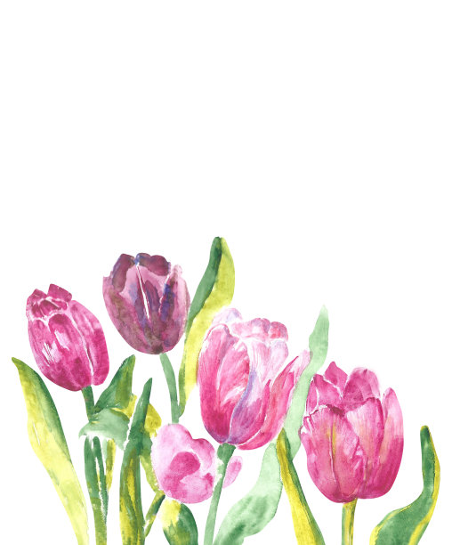 白色背景上突出的红色郁金香水彩画。背景明信片为3月8日或复活节，邀请。图片下载