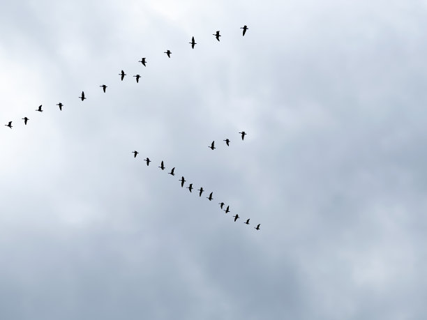 天空中有一群鸟，从温暖的国度归来图片下载