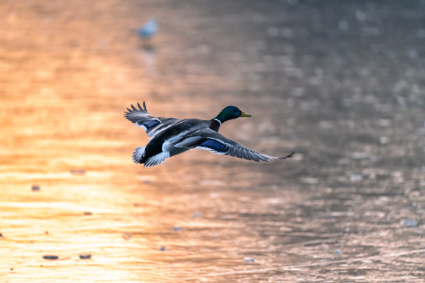 日落时野鸭在结冰的湖面上飞翔。罗马尼亚布加勒斯特青年公园图片下载