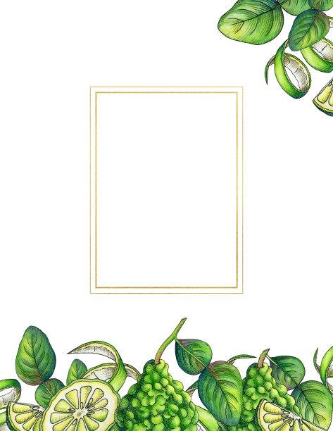 佛手柑:水彩芳香植物图片下载