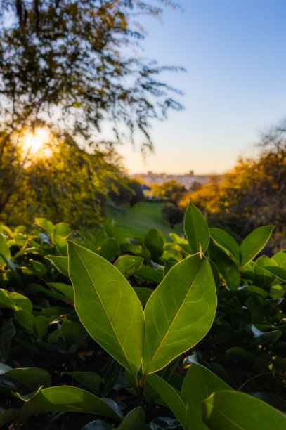 夕阳下的树叶图片下载
