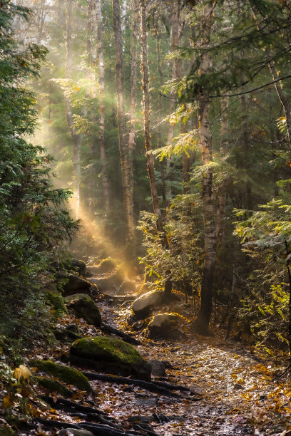 魔法森林图片下载