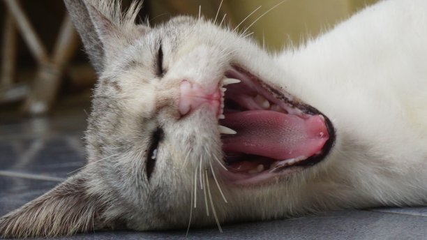 猫打哈欠的特写镜头图片下载