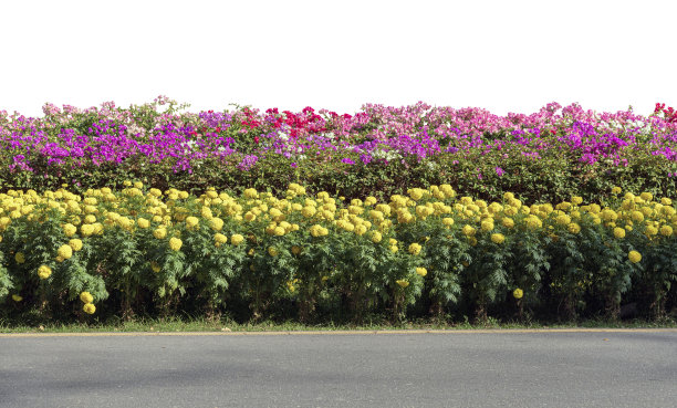 白色背景的路边视图，热带植物花灌木灌木孤立在白色背景与修剪路径图片下载