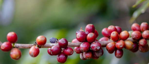 在树枝上悬挂成熟的咖啡豆。通过农民的双手收获罗布斯塔和阿拉比卡咖啡浆果，工人收获其分支上的阿拉比卡咖啡浆果。图片下载