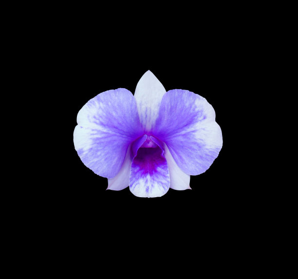 兰花的花。图片下载