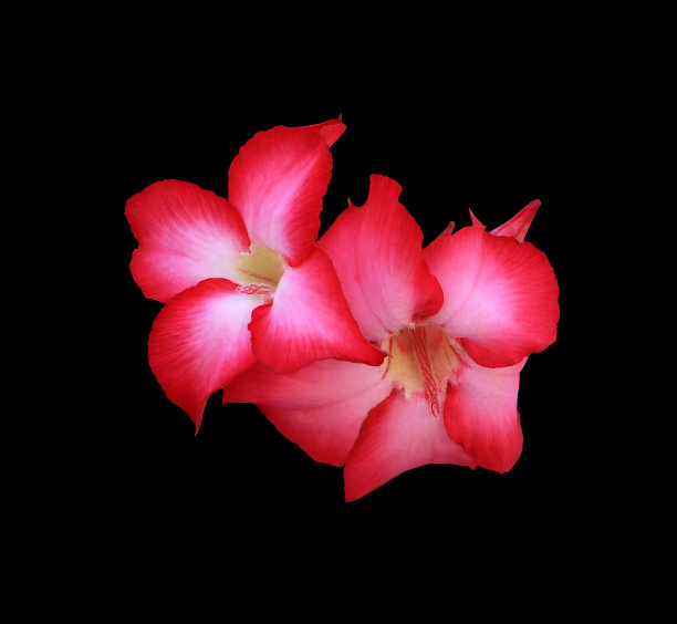 红杜鹃花图片下载