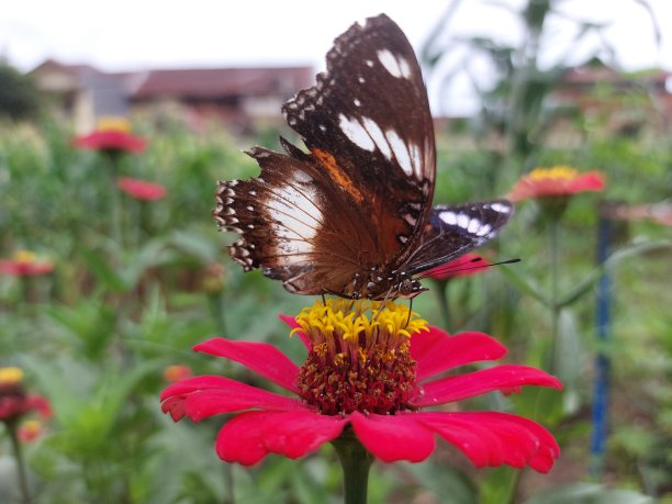 蝴蝶与花图片下载