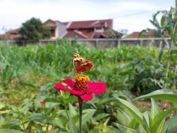 蝴蝶与花图片下载